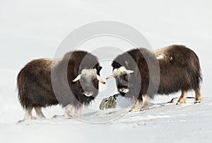 Young Musk Oxen standing in snowy Dovrefjell mountains