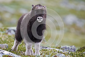 Young muskox