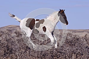Young Mustang Foal
