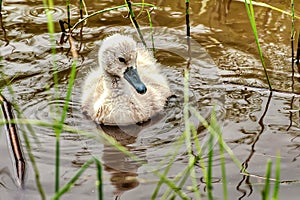 A young mute swan