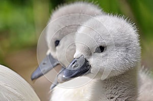 Joven rechazar cisne cachorros 