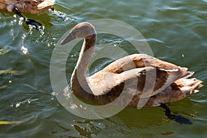 Young mute swan or Cygnus olor floats on water