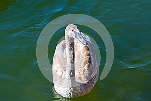 Young mute swan or Cygnus olor floats on water