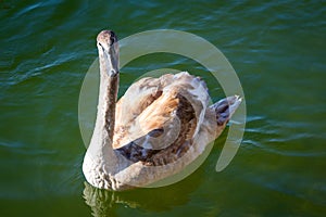 Young mute swan or Cygnus olor floats on water