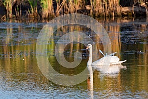 Young mute swan or Cygnus olor floats on water