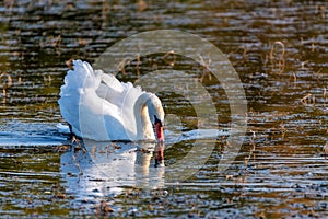 Young mute swan or Cygnus olor floats on water