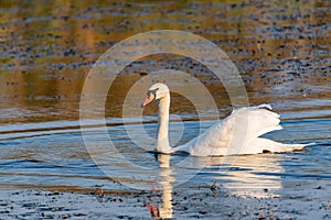 Young mute swan or Cygnus olor floats on water