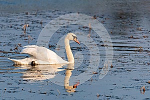 Young mute swan or Cygnus olor floats on water