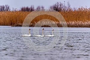 Young mute swan or Cygnus olor floats on water