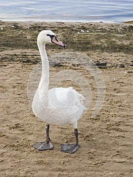 Young Mute swan, Cygnus olor, with pale red beak walking on sand beach at sea shoreline, close-up portrait