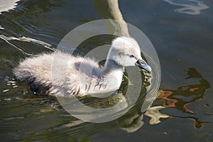 Young Mute swan, Cygnus olor swimming on a lake