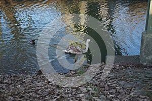 A young mute swan and mallard ducks winter near the Wuhle River. Berlin, Germany