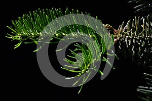 Young needle branch growing out of older on coniferous tree Nordmann Fir Abies Nordmanniana on black background