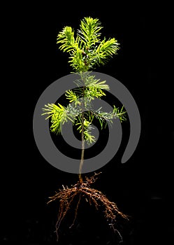 Young needled plant on black background photo