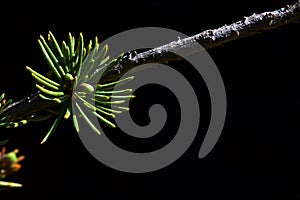 Young needles and buds on a branch of Atlas Cedar Cedrus Atlantica, shot on dark background
