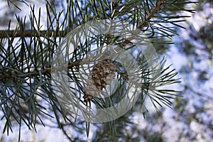 Young needles and a bump on a sprig of pine in early spring