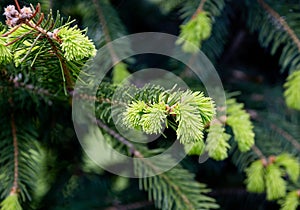 young needles on a coniferous tree