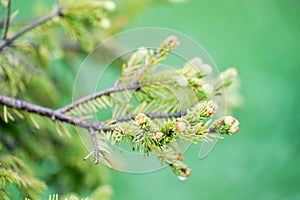 young needles on a green background