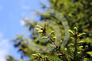 Young needles of green spruce close - up against the blue sky. Flora of Russia.