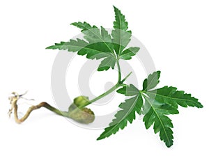 Young neem plant