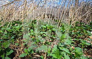 Young nettles in spring