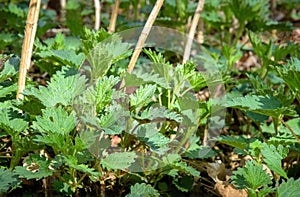 Young nettles in spring