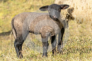 Young new born black lamb explores the world