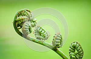 Young new fern coiled fiddleheads uncoil and expand into fronds that resemble a violin. Close up macro photo