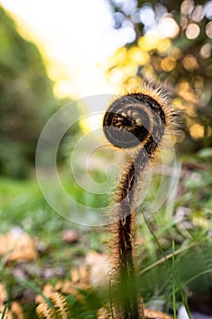 A Young New Zealand fern unfurling