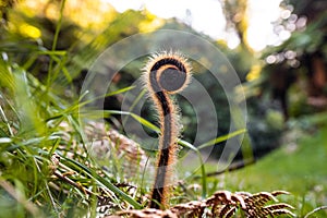 A Young New Zealand fern unfurling