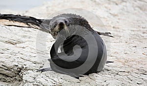 Young New Zealand Fur Seal (New Zealand)