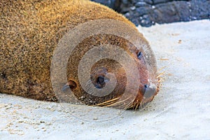 Young New Zealand sea lion