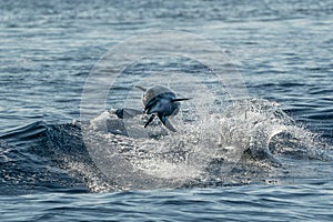 Young newborn baby striped dolphin jumpin at sunset