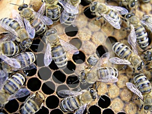 Young newborn bee crawling on the capping comb of the brood cha photo