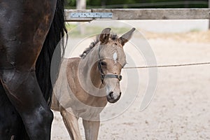 Young newly born yellow foal stands together with its brown mother