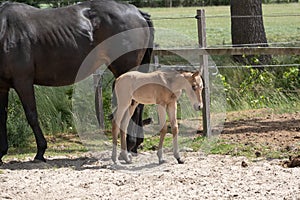 Young newly born yellow foal stands together with its brown mother