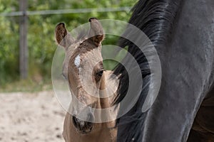 Young newly born yellow foal stands together with its brown mother