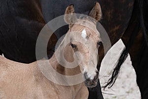 Young newly born yellow foal stands together with its brown mother