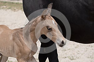 Young newly born yellow foal stands together with its brown mother. against the belly of the mother