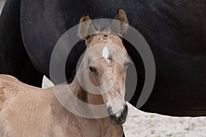 Young newly born yellow foal stands together with its brown mother. against the belly of the mother