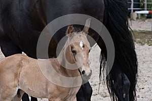 Young newly born yellow foal stands together with its brown mother. against the tail of the mother