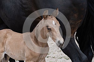 Young newly born yellow foal stands together with its brown mother. against the tail of the mother