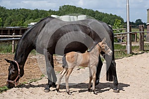 Young newly born yellow foal stands together with its brown mother. At the farm