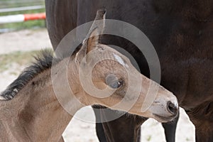 Young newly born yellow foal stands together with its brown mother. Headshot.