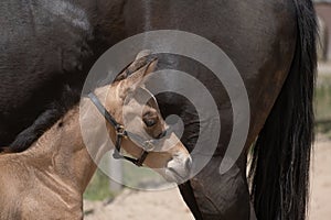 Young newly born yellow foal stands together with its brown mother, headshot of foal, part of mare