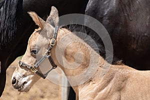 Young newly born yellow foal stands together with its brown mother, headshot of foal, part of mare