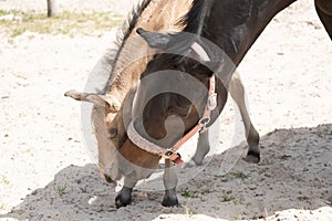 Young newly born yellow foal stands together with its brown mother. The noses lovingly together