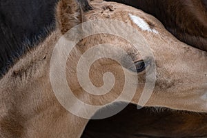 Young newly born yellow foal stands together with its brown mother. part of head