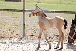 Young newly born yellow foal stands together with its brown mother, part of mare