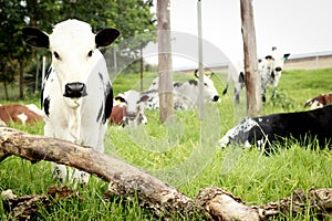 Young Nguni Calf in die Field with her herd